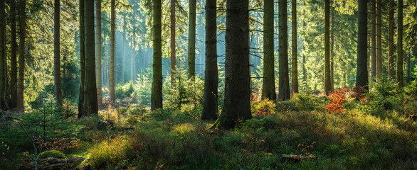 Wall Mural - sunny forest of spruce trees in autumn, panorama