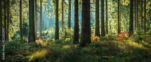 Sunny Forest of Spruce Trees in Autumn, Panorama