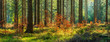 Panorama of Sunny Spruce Tree Forest in Autumn