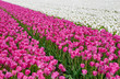 © peter verreussel - purple and white tulip fields with a strong perspective