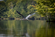 Blue Heron Flying Over Lake