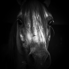 Canvas Print - Horse eye