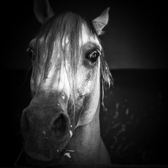 Canvas Print - Horse eye