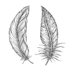 Wall Mural - detailed hand drawn vector feathers. ornate outline card.