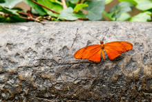 Orange Butterfly At La Paz Waterfall Gardens In Costa Rica