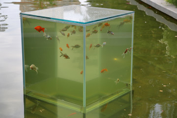 An unusual aquarium in the form of a cube stands on the surface of the pond water
