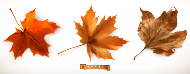 maple leaf. 3d realistic vector icons