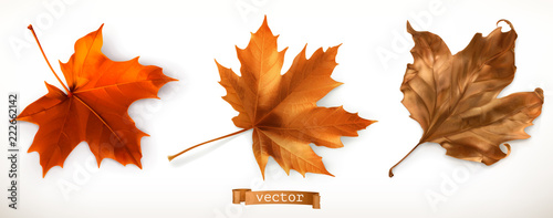 Cuadros en Lienzo Maple leaf. 3d realistic vector icons