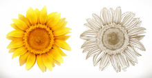 Sunflower. 3d Realism And Engraving Styles. Vector Illustration