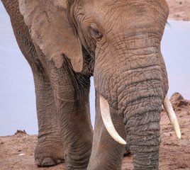 African Elephant