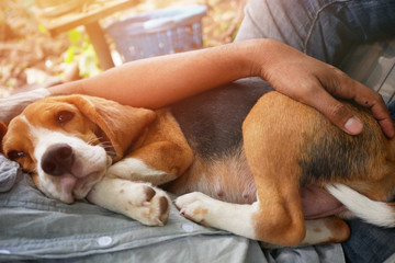 An adorable beagle dog sleeping on the owner's belly.