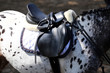 Sport horse close up under old leather saddle on dressage competition. Equestrian sport background.