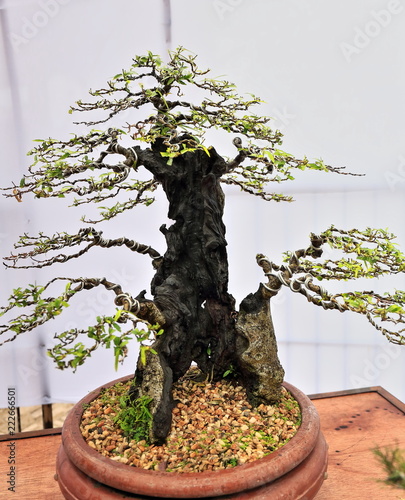 Bonsai Is Is Tree Leukosyke Capitellata Or Ficus Ulmifolia Dumaguete Philippines 0513 Buy This Stock Photo And Explore Similar Images At Adobe Stock Adobe Stock