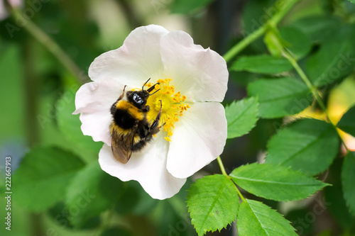 Fotografia Closeup of garden bumblebee (Bombus hortorum) at wild dog rose (Rosa canina) fl