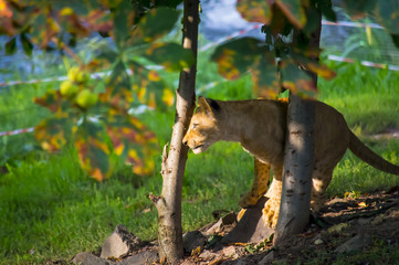 squirrel on tree