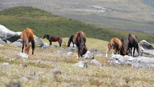 Group Of Wild Ponies On The Bleak Paramo At The Base Of Cotopaxi Volcano In The Ecuadorian Andes
