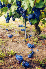 Wall Mural - Green harvest in the vineyard of Barolo (Langhe Italy), with bunches of nebbiolo cut down to enhance the quality of the remaining grapes