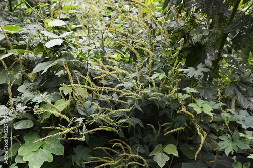 Ragweed (Ambrosia artemisiifolia) Poster Mural XXL