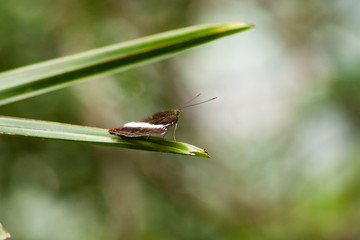 butterfly on green leaf