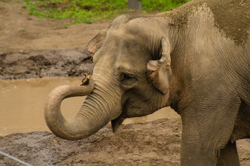 elephant twisted trunk