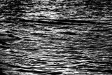 Fototapeta Kwiaty - agua blanco y negro