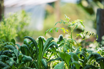 kale & tomato plant