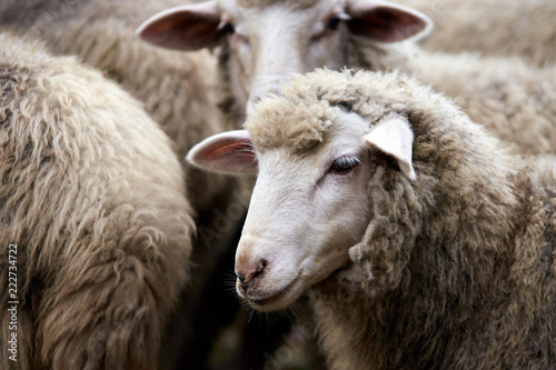 Cuadros en Lienzo Sad muzzle sheep livestock. Group wool agriculture meadow animal