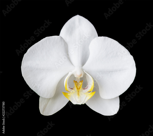 White moth orchid on black