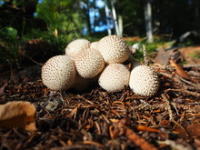 The Mushroom Lycoperdum Perlatum Known As The Common Puffball, Warted Puffball, Gem Studded Puffball