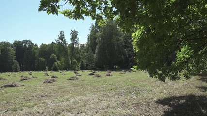 Wall Mural - camera moves on an edge of the wood removing through oak leaves a field with haystacks in summer sunny day