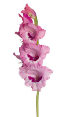 Wall Mural - gladiolus flower isolated