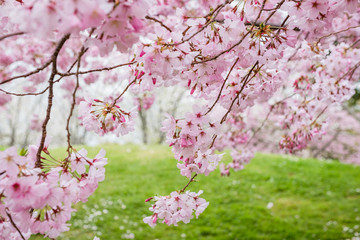 Beautiful full bloom cherry Blossom in the early spring season. Pink Sakura Japanese flower. Japanese Garden. A depth of field with bokeh photo style.