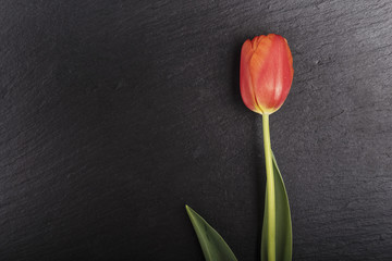 Wall Mural - red fresh tulip