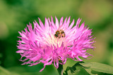 Fototapeta Pokój dzieciecy - pink flower with a guest on the sticks