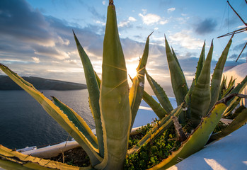 Poster - aloe cactus and sea in sunset