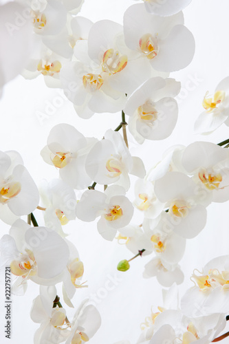 Dekoracja na wymiar  biala-orchidea-na-bialym-tle