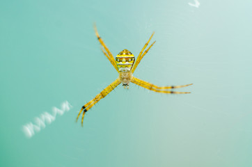 Wall Mural - spider in nature