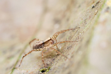 Wall Mural - spider in nature