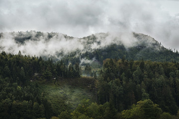 Wall Mural - Photo of beautiful moody misty green coniferous forests in austrian Alps