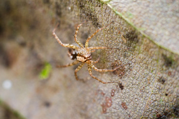 Wall Mural - spider in nature