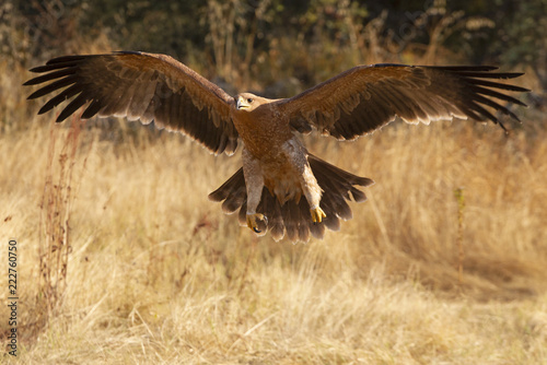 Fotomural Spanish Imperial Eagle. Aquila adalberti