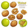walnut plant vector