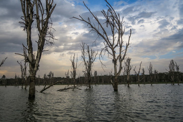 Nature Scene at Lake Victoria in Kenya, Africa