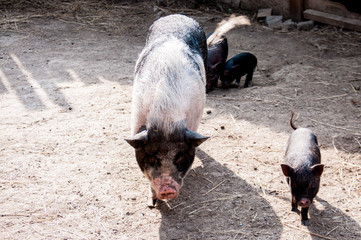 Black sow and pig on the farm