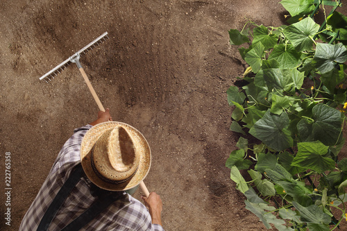 Fotografía man farmer working with rake in vegetable garden, raking the soil near a cucumbe