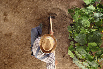 man farmer working with hoe in vegetable garden, hoeing the soil near a cucumber plant, top view and copy space template