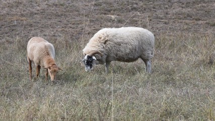 Scottish blackface sheep with background