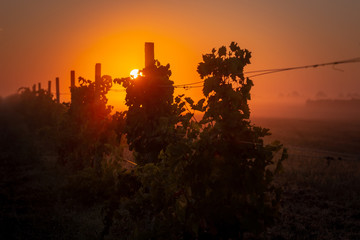 Wall Mural - sunrise over grape wine yards. beautiful morning landscape.