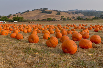 pumpkin patch at traditional autumn festival 