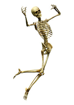 3D Rendering Human Skeleton on White